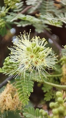 Havardia mexicana