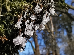 Badhamia utricularis