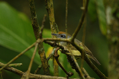 Dysithamnus mentalis