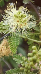 Havardia mexicana