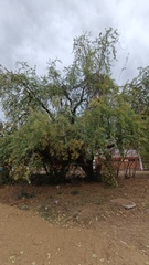 Havardia mexicana