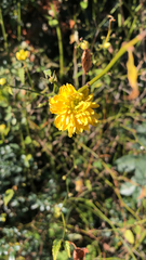 Kerria japonica