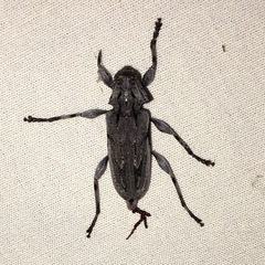 Acanthocinus nodosus