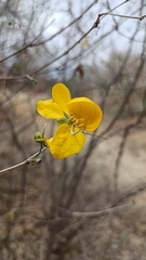 Senna pallida