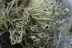 Usnea aurantiaco-atra