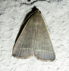 Simplicia extinctalis