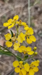 Callaeum macropterum