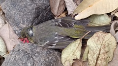 Dysdercus bimaculatus