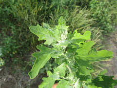 Chenopodium suecicum