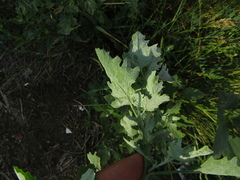 Chenopodium suecicum