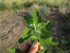 Chenopodium suecicum