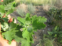 Chenopodium suecicum
