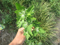 Chenopodium suecicum