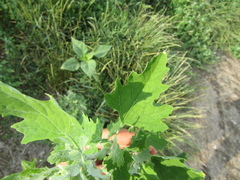Chenopodium suecicum