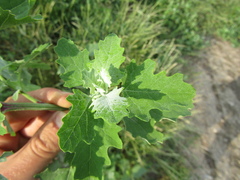 Chenopodium suecicum