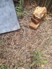 Varanus albigularis albigularis