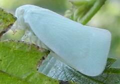 Flatormenis proxima