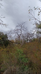 Erythrina flabelliformis