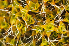 Cryptopygus antarcticus