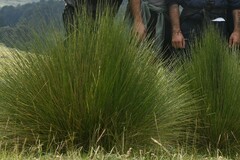 Poa cita