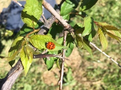 Harmonia axyridis