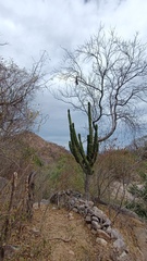 Erythrina flabelliformis