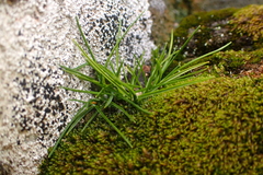 Deschampsia antarctica