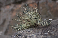 Usnea antarctica