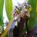 Orquídea de Mandíbulas - Photo (c) Cesar Lezama, algunos derechos reservados (CC BY-NC), subido por Cesar Lezama