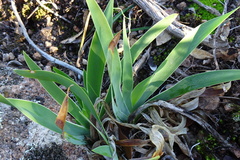Iris lutescens