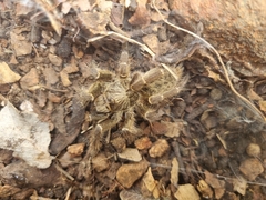 Ceratogyrus darlingi