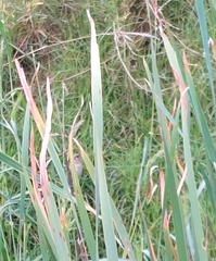 Sporophila caerulescens