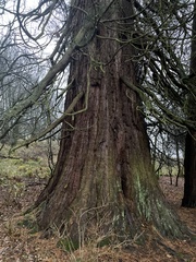 Sequoiadendron giganteum