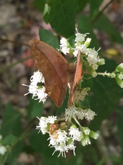 Prochoerodes lineola