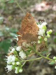 Prochoerodes lineola