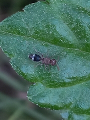 Ephucilla poonaensis