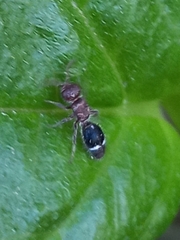 Ephucilla poonaensis