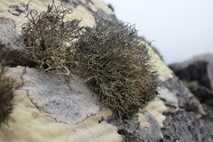 Usnea antarctica