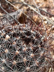 Mammillaria wrightii wilcoxii