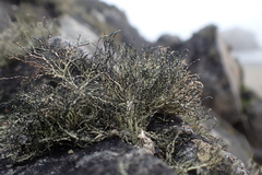 Usnea antarctica