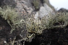 Usnea antarctica