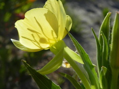 Oenothera stucchii