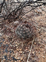Mammillaria wrightii wilcoxii