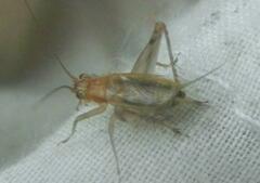 Anaxipha exigua