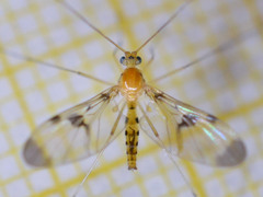 Macrocera phalerata