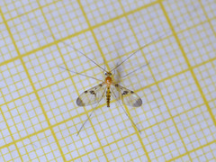 Macrocera phalerata