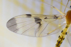 Macrocera phalerata