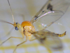 Macrocera phalerata