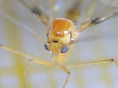 Macrocera phalerata