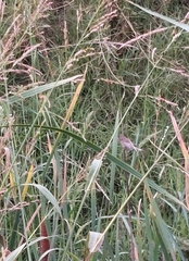 Sporophila caerulescens